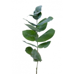 Olejek eukaliptusowy [84625-32-1]